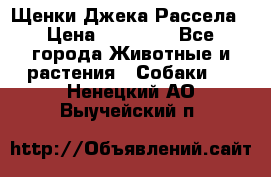 Щенки Джека Рассела › Цена ­ 10 000 - Все города Животные и растения » Собаки   . Ненецкий АО,Выучейский п.